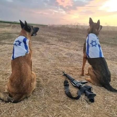 Working dogs in the field