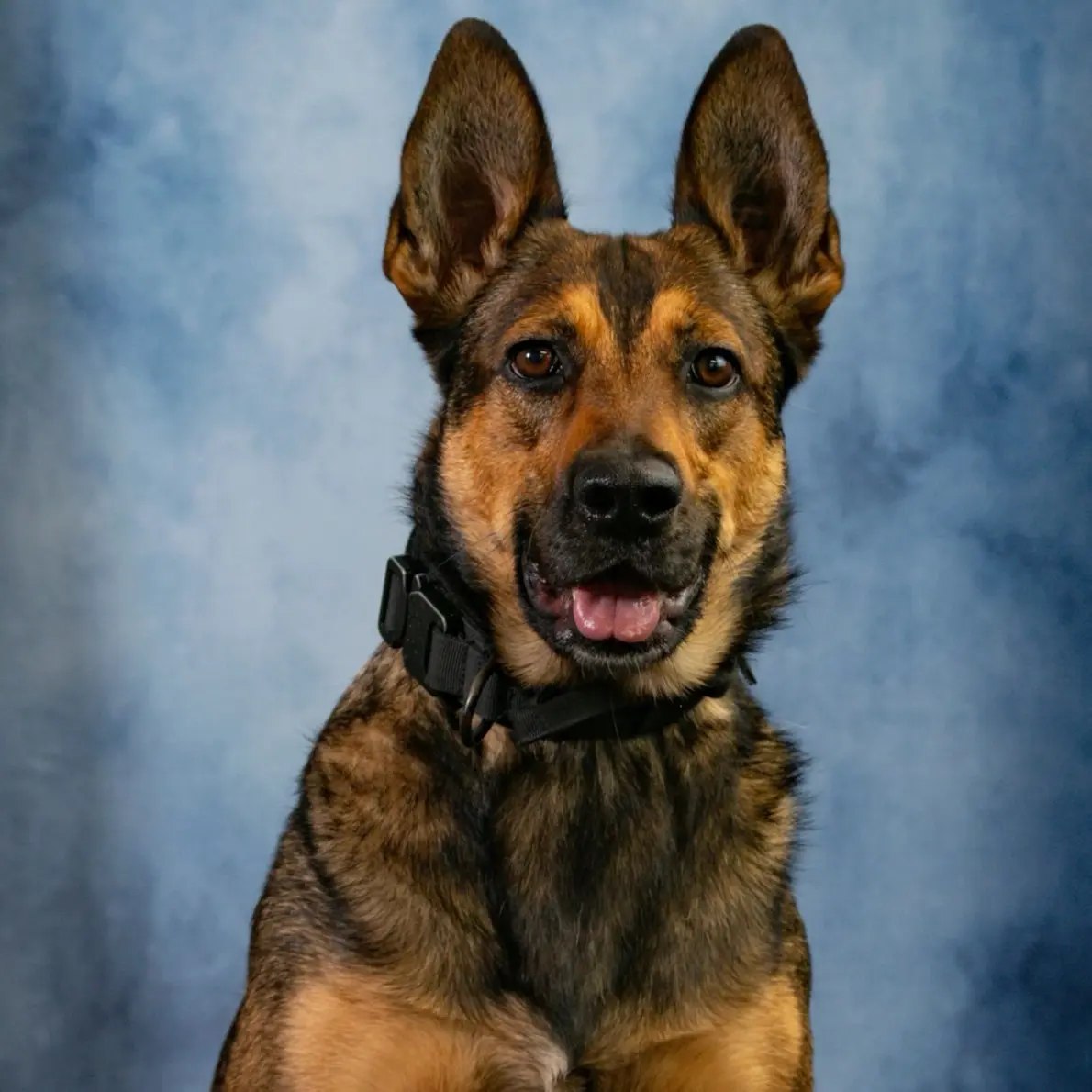 Lavi, Belgian Malinois of the IDF Oketz Unit, September 17, 2026. Lavi, Belgian Malinois of the IDF Oketz Unit, September 17, 2026.